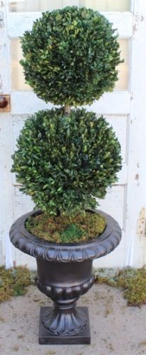 40" Boxwood Double Ball